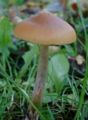 A magic mushroom.jpg