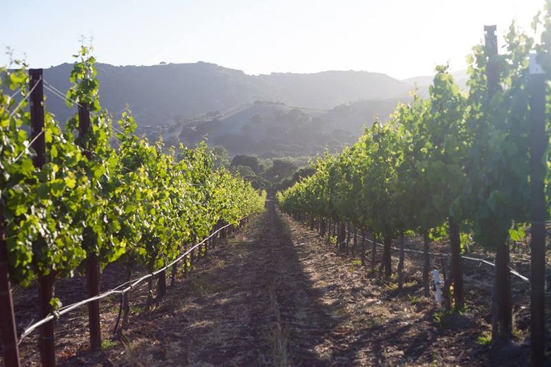 File:Hudson Bellamy Vineyards.jpg