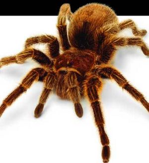 Arachnophobia, Arachnophobia Wiki